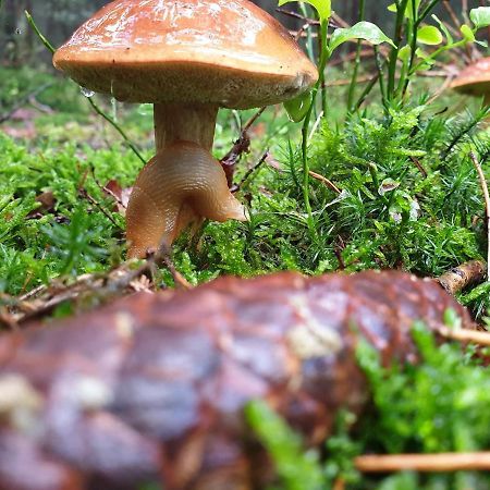 De Kleine Kriemelkuil Villa Ermelo Dış mekan fotoğraf