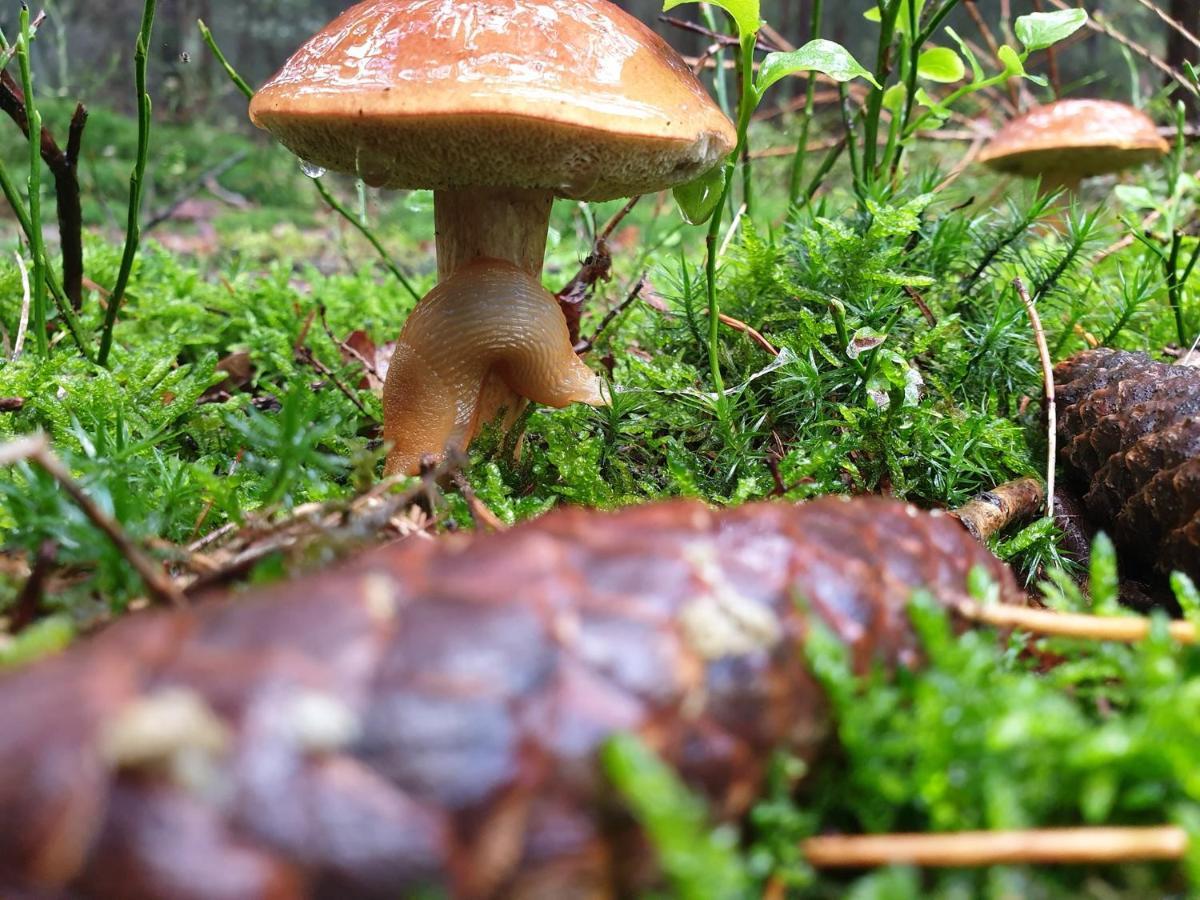 De Kleine Kriemelkuil Villa Ermelo Dış mekan fotoğraf