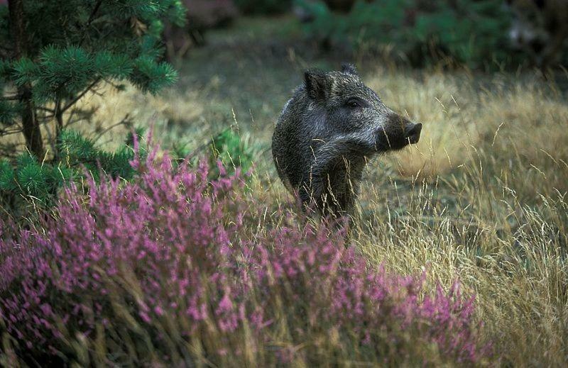 De Kleine Kriemelkuil Villa Ermelo Dış mekan fotoğraf
